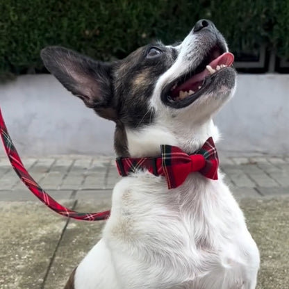 Conjunto paseo Perruno "Escocés"